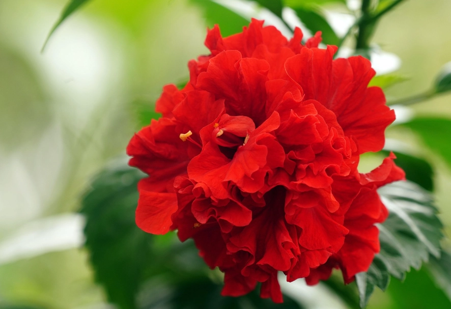 紅色的花花語