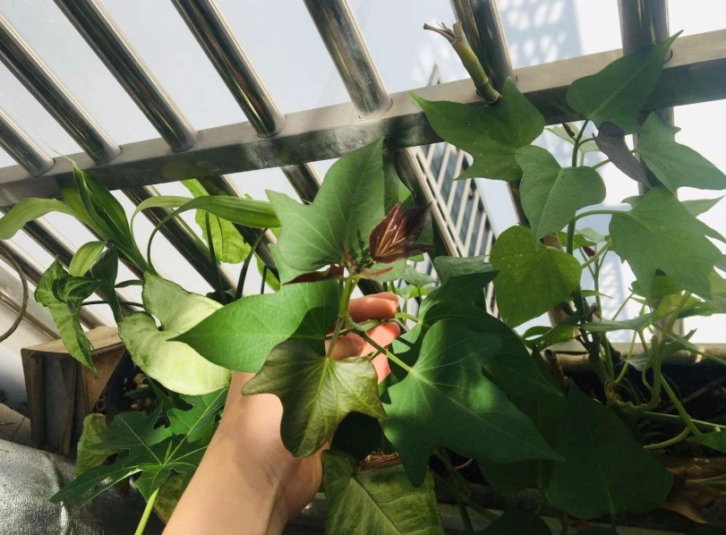 地瓜水耕法