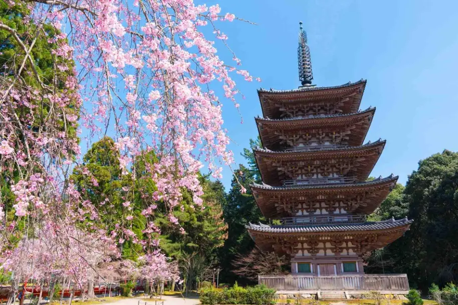 日本櫻花景點推薦 日本櫻花景點推薦