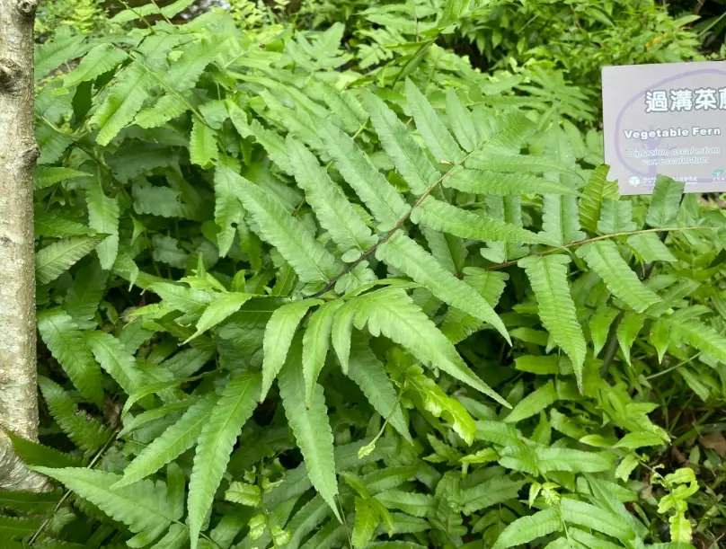 過溝菜蕨照顧 過溝菜蕨照顧