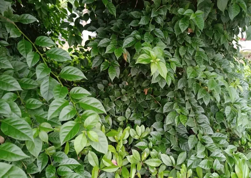 常綠藤本植物推薦 常綠藤本植物推薦
