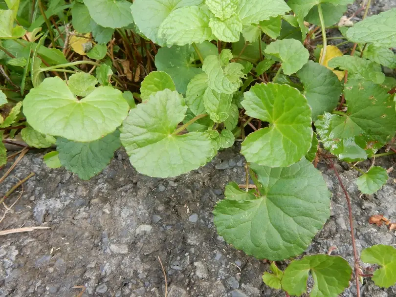 雷公根茶禁忌 雷公根茶禁忌