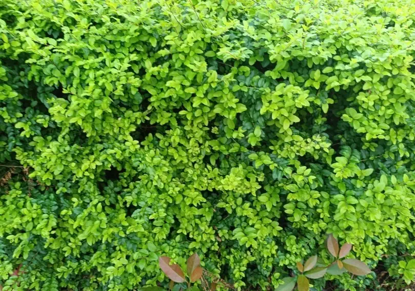 陽台爬藤植物 陽台爬藤植物