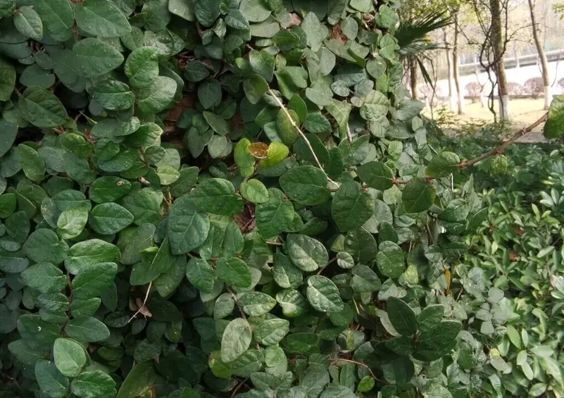 常綠藤本植物推薦 常綠藤本植物推薦