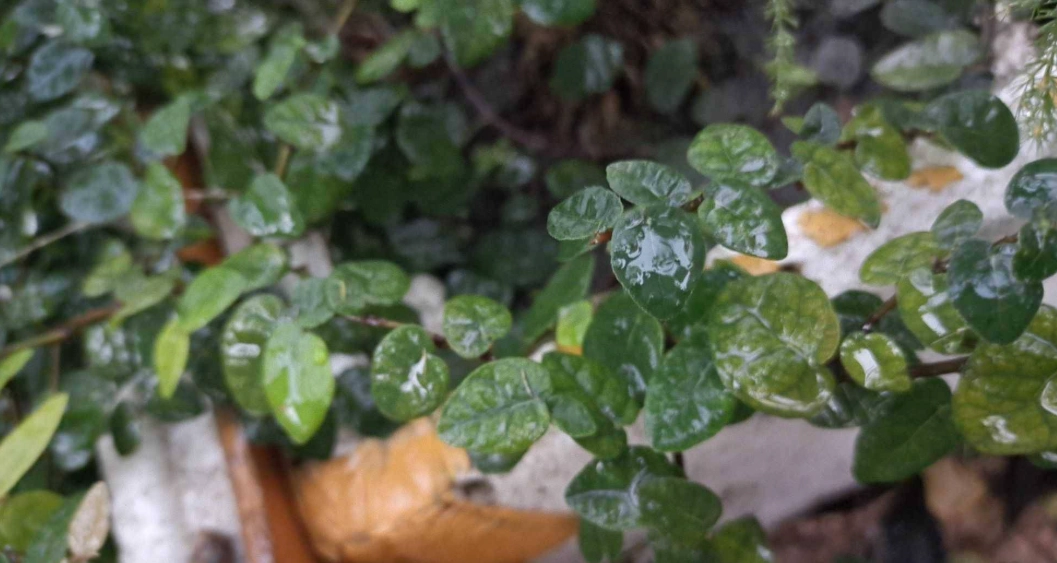 室內爬藤植物推薦 室內爬藤植物推薦