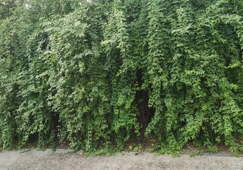 陽台爬藤植物 陽台爬藤植物