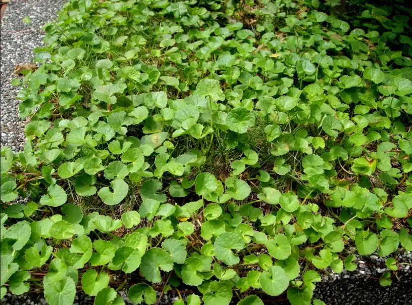 雷公根茶功效 雷公根茶功效