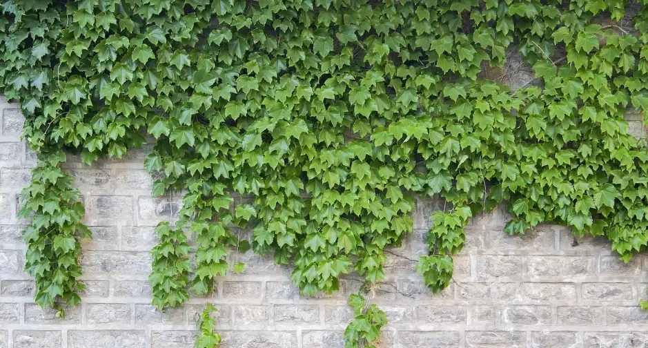 常綠藤本植物推薦 常綠藤本植物推薦