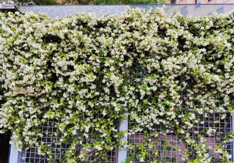 耐陰植物照顧 耐陰植物照顧