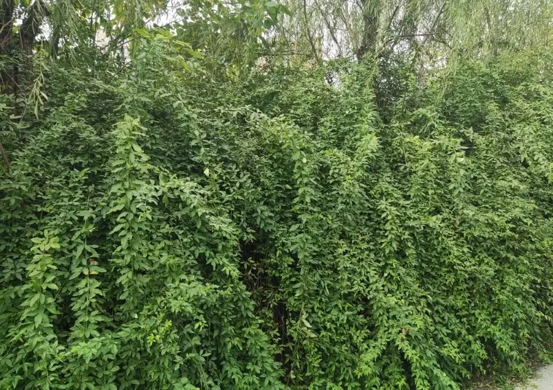陽台爬藤植物 陽台爬藤植物