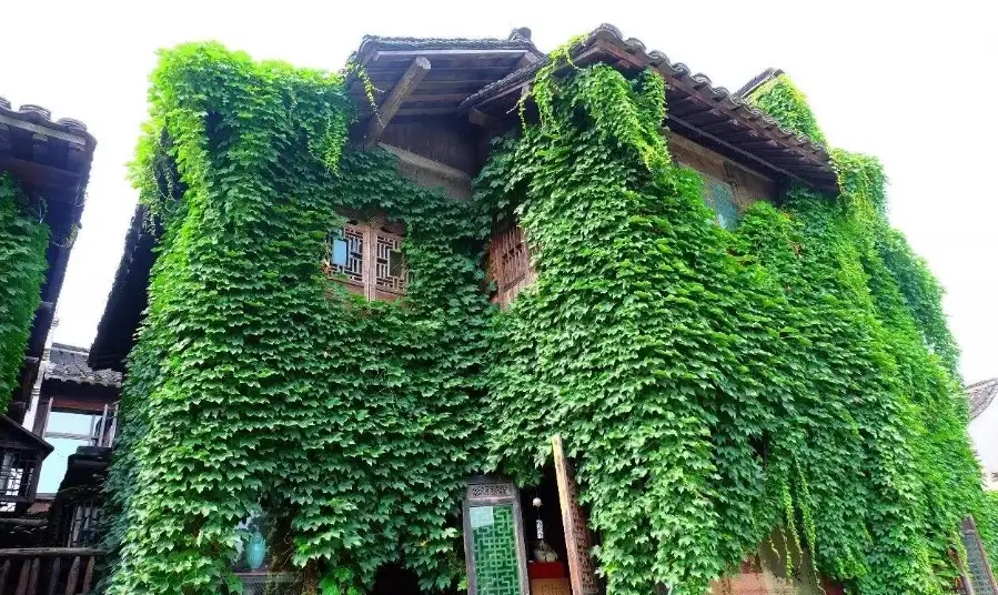陽台爬藤植物 陽台爬藤植物