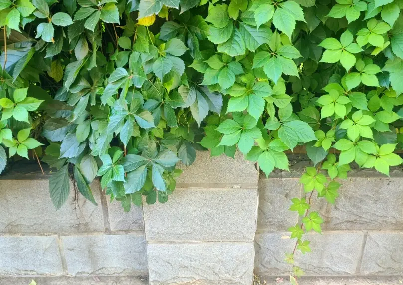 常綠藤本植物推薦 常綠藤本植物推薦