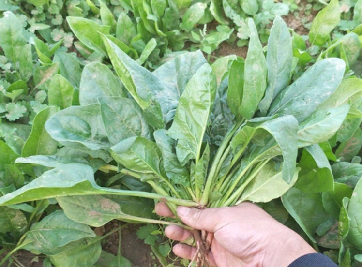 菠菜留種 菠菜留種