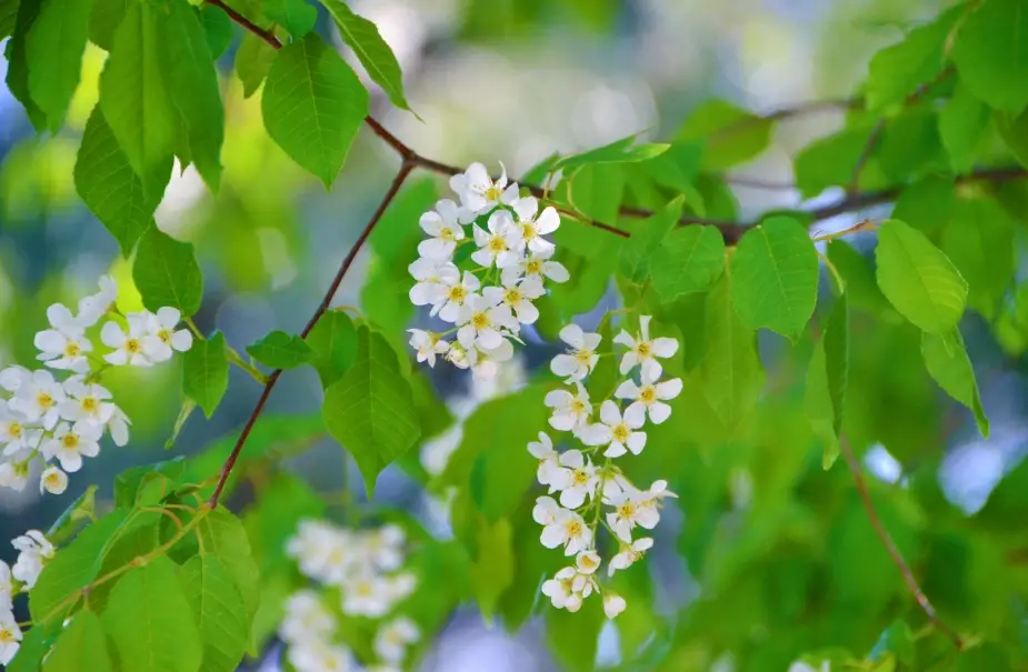 梅花李花分辨 梅花李花分辨