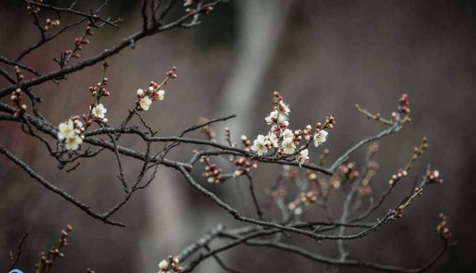 梅花花期 梅花花期