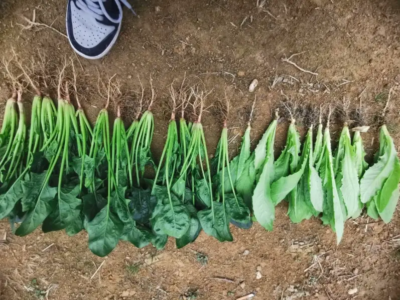 菠菜種子怎麼採 菠菜種子怎麼採
