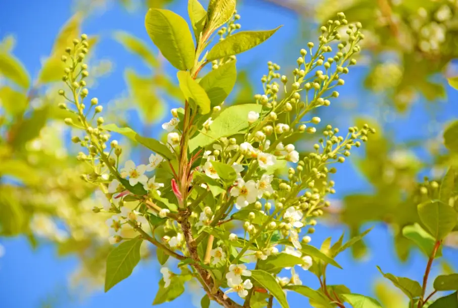 李花梅花櫻花分辨 李花梅花櫻花分辨