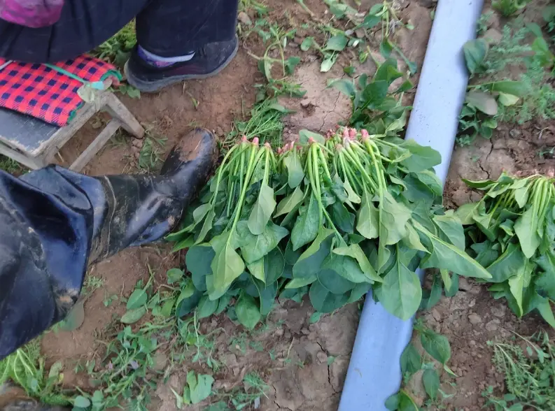 菠菜基肥用量 菠菜基肥用量