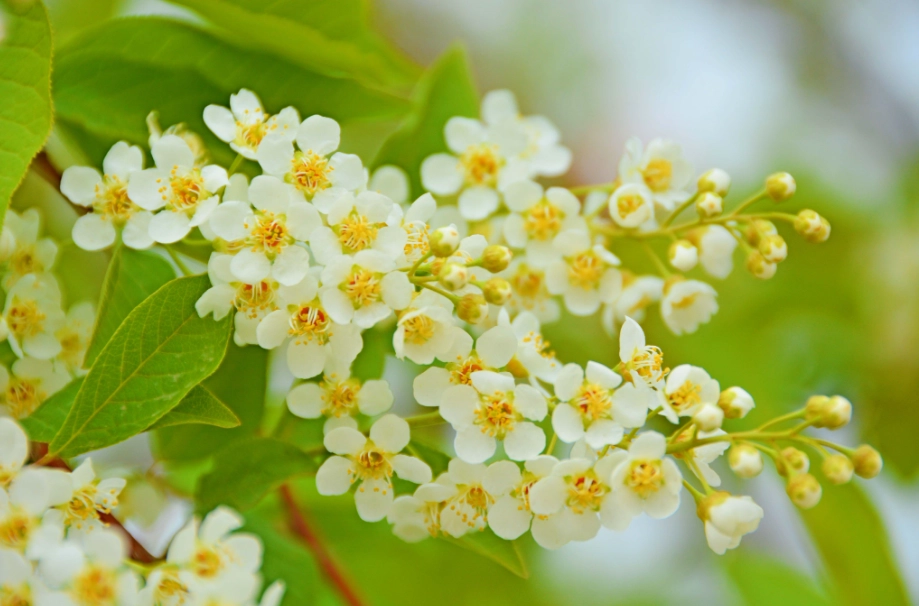 李花季花期 李花季花期