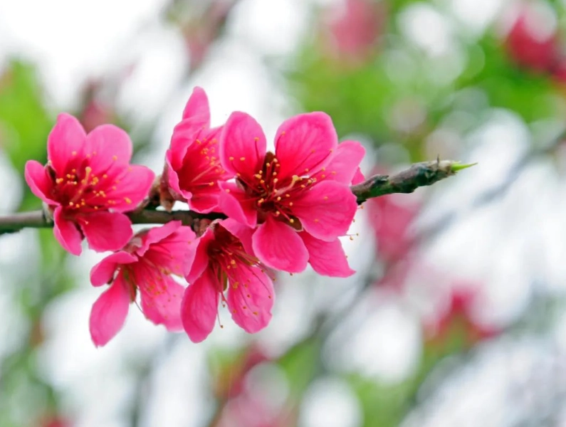 水蜜桃種植 水蜜桃種植
