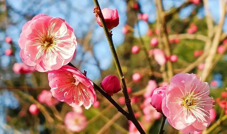 梅花花期 梅花花期