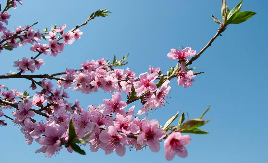 水蜜桃種植 水蜜桃種植