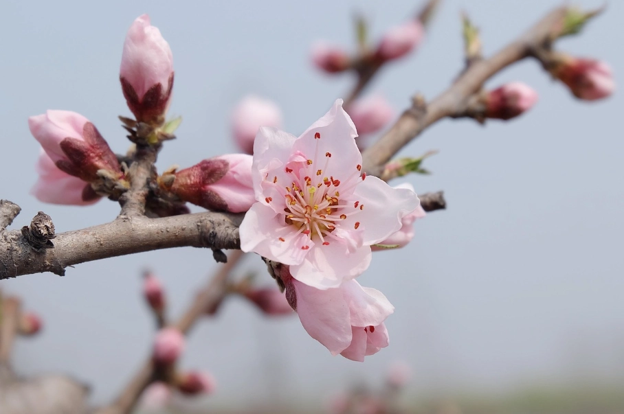 桃花花期
