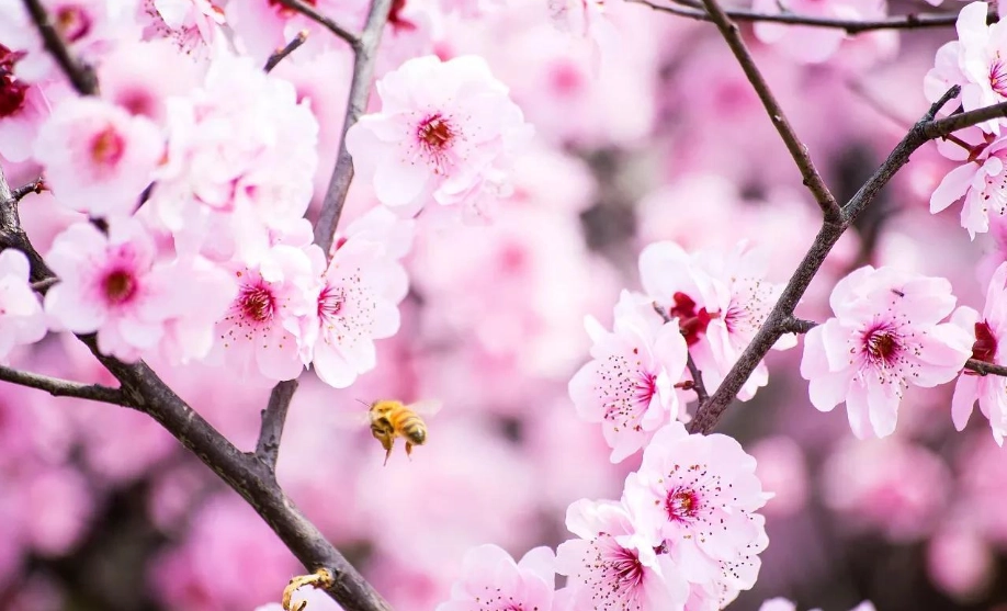 水蜜桃種植 水蜜桃種植