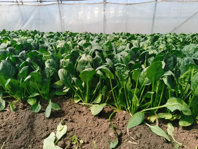菠菜種植時間 菠菜種植時間
