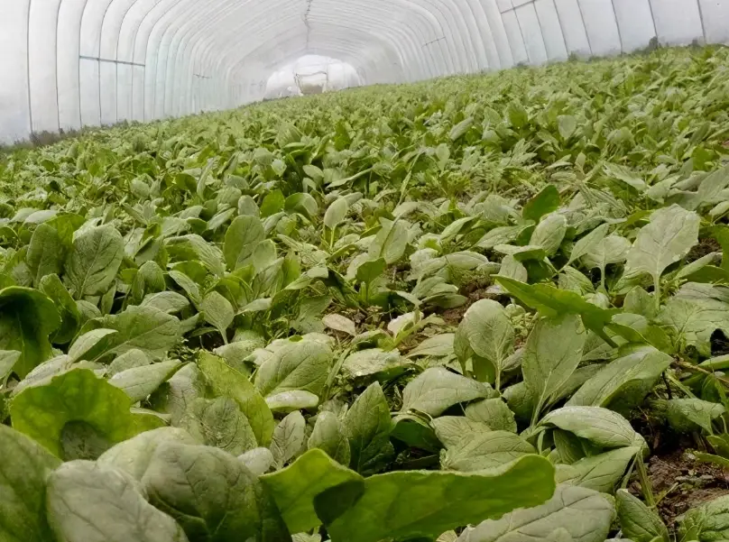 菠菜採收時間 菠菜採收時間