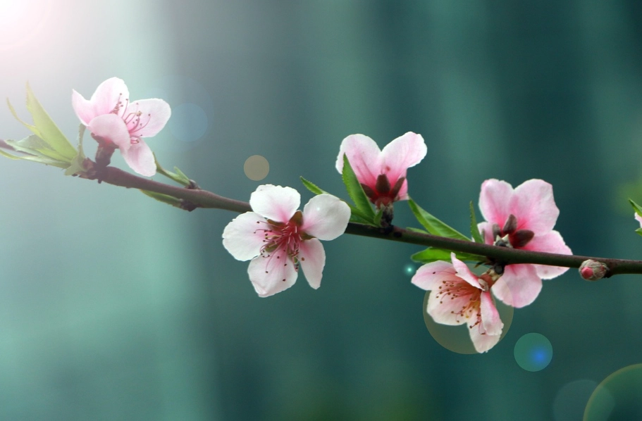 梅花花期 梅花花期