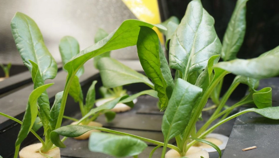 菠菜播種時間 菠菜播種時間