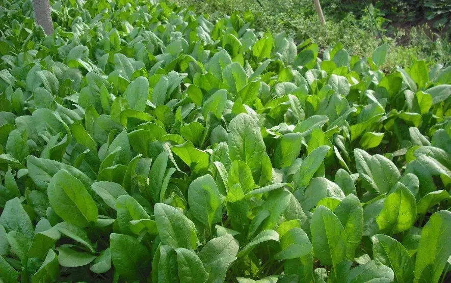 菠菜種子發芽 菠菜種子發芽