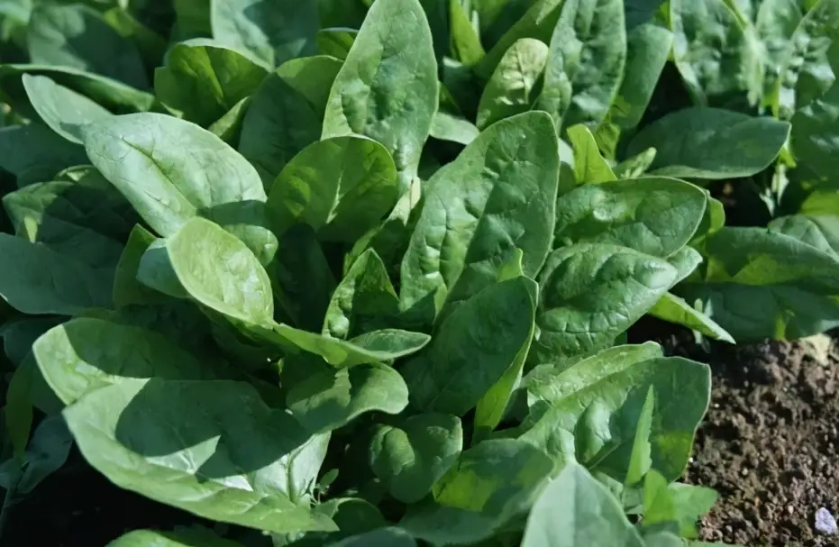 菠菜播種時間 菠菜播種時間