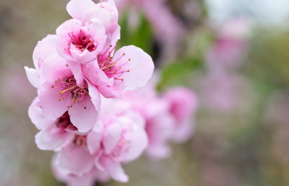 水蜜桃種植 水蜜桃種植