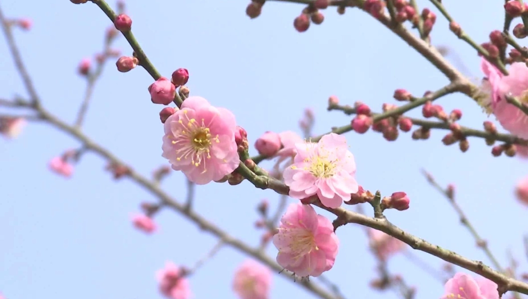 梅花花期 梅花花期