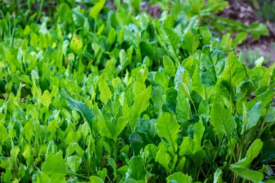 菠菜抽苔 菠菜抽苔