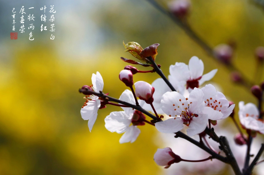 梅花李花分辨 梅花李花分辨