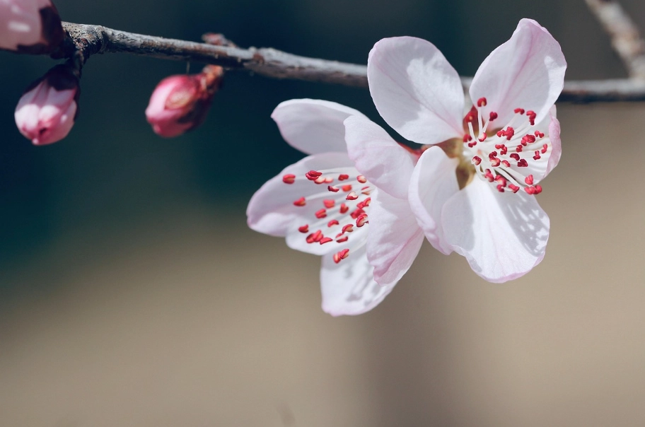 桃花花期