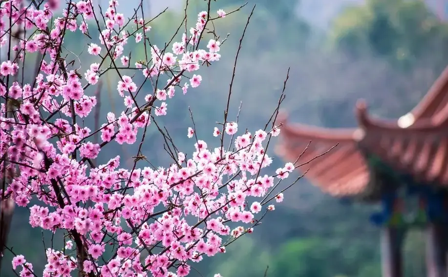 梅花花期 梅花花期