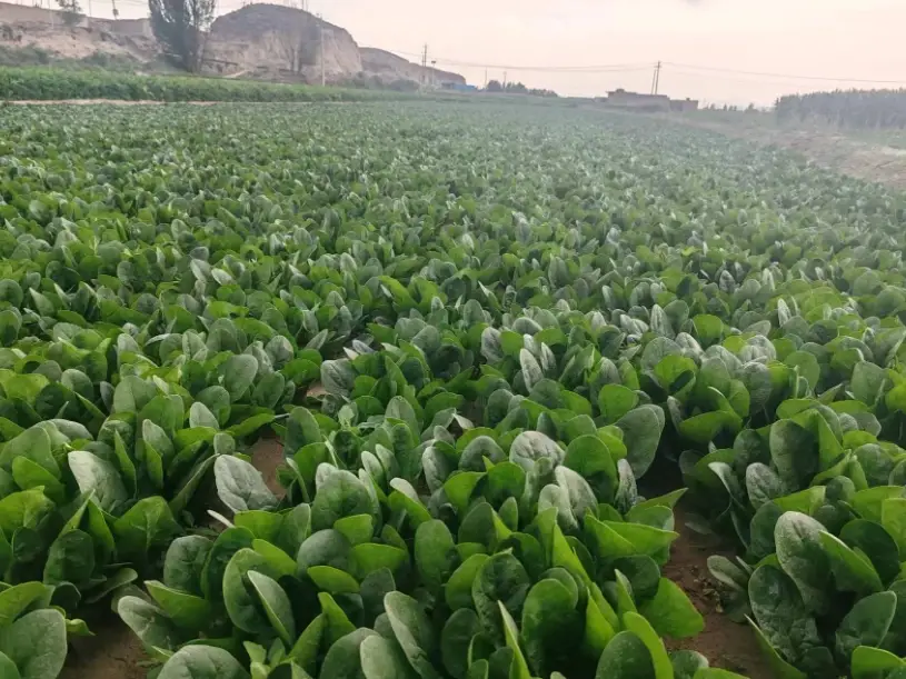 菠菜播種時間 菠菜播種時間