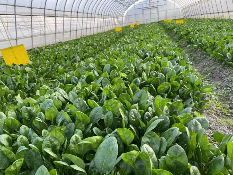 菠菜抽苔 菠菜抽苔
