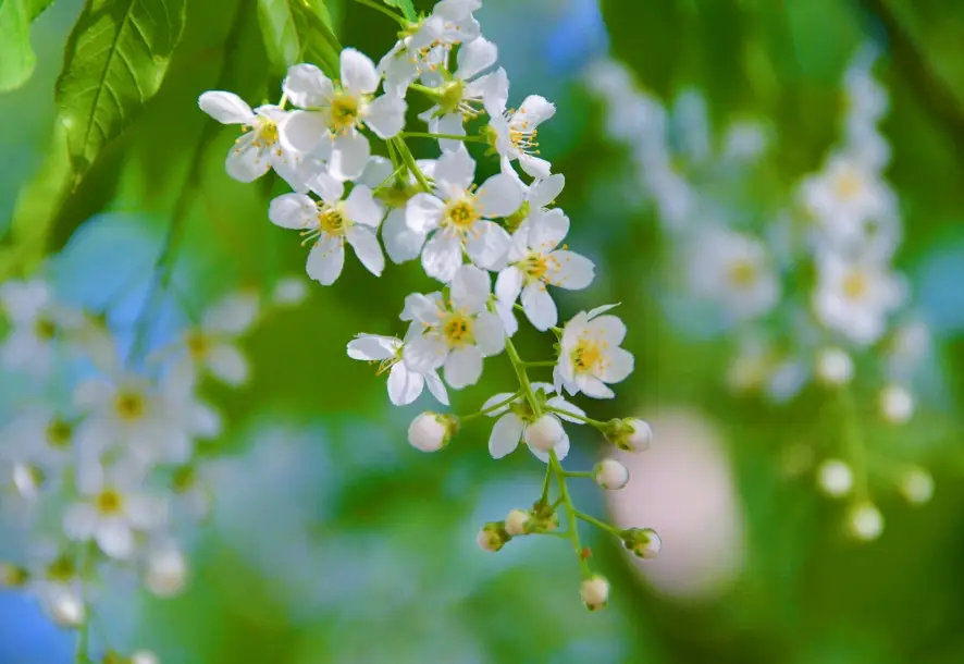 李花季花期 李花季花期