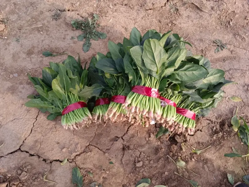 菠菜種植方法 菠菜種植方法