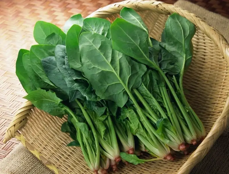 菠菜種植時間 菠菜種植時間