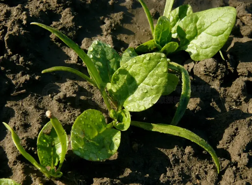 菠菜種植方法 菠菜種植方法