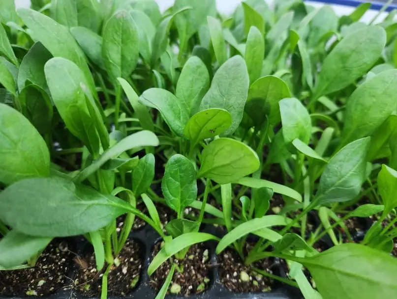 菠菜種植方法 菠菜種植方法
