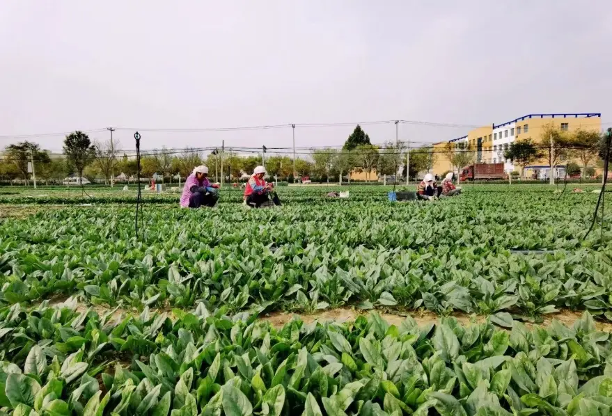 菠菜播種時間