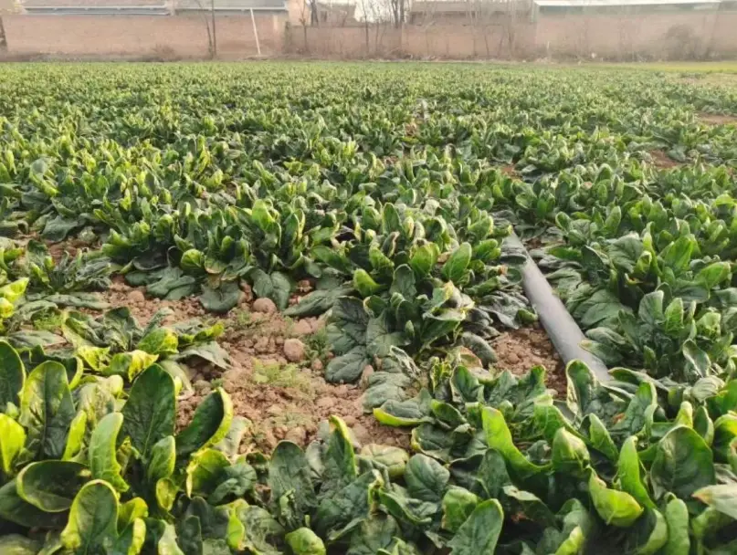 菠菜種植方法 菠菜種植方法