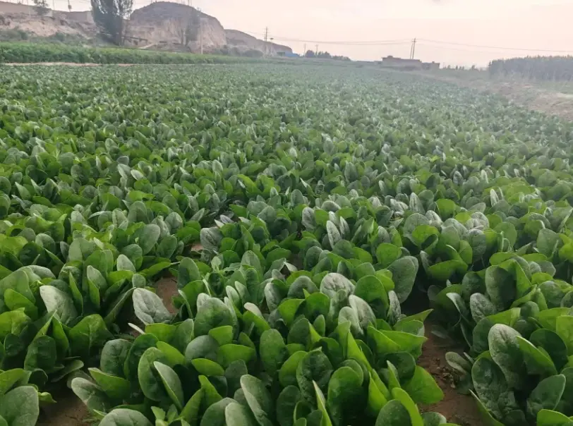 菠菜種子發芽 菠菜種子發芽